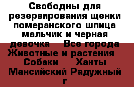 Свободны для резервирования щенки померанского шпица мальчик и черная девочка  - Все города Животные и растения » Собаки   . Ханты-Мансийский,Радужный г.